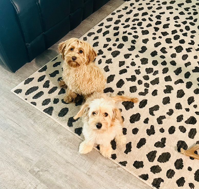 Photo of two miniature golden doodle dogs playing