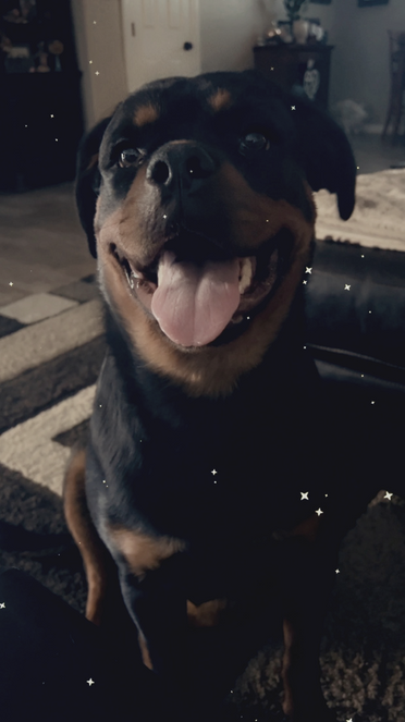 Photo of Rottweiler dog smiling at the camera