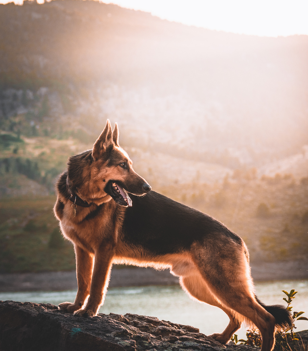 Photo of German Shepherd dog outside